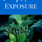Editing Exposed - Exposure | Photography Tips and Information by Laura Radniecki