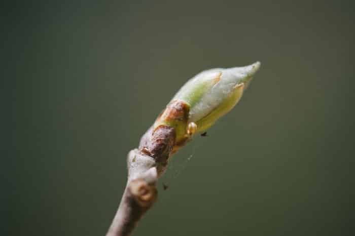 Spring Nature - Laura Radniecki - Minnesota Photographer