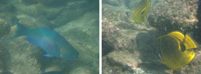 Snorkeling on Oahu, Hawaii by Laura Radniecki