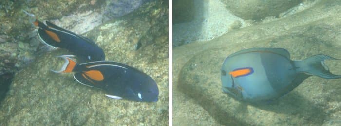 Snorkeling on Oahu, Hawaii by Laura Radniecki