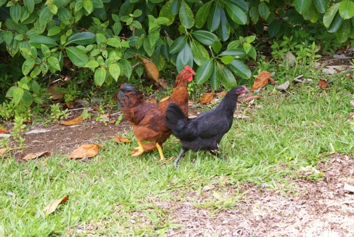 Hoomaluhia Botanical Gardens on Oahu, Hawaii by Laura Radniecki