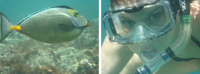 Snorkeling on Oahu, Hawaii by Laura Radniecki