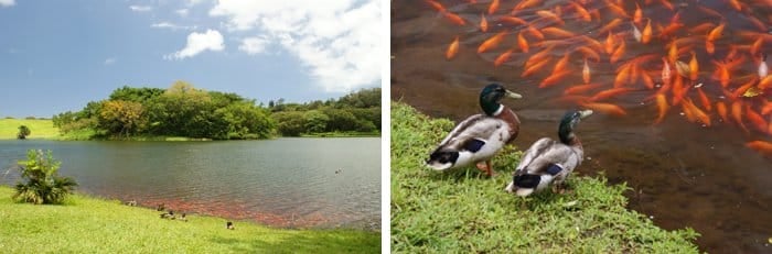 Hoomaluhia Botanical Gardens on Oahu, Hawaii by Laura Radniecki