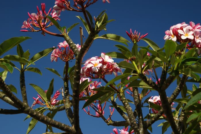 Hoomaluhia Botanical Gardens on Oahu, Hawaii by Laura Radniecki | Top things to do on oahu hawaii | 10 things you must do on oahu hawaii