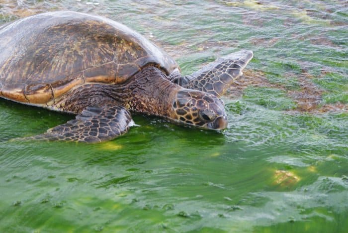 Turtles on Oahu, Hawaii by Laura Radniecki