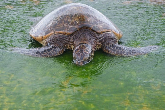 Turtles on Oahu, Hawaii by Laura Radniecki