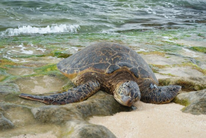 Turtles on Oahu, Hawaii by Laura Radniecki