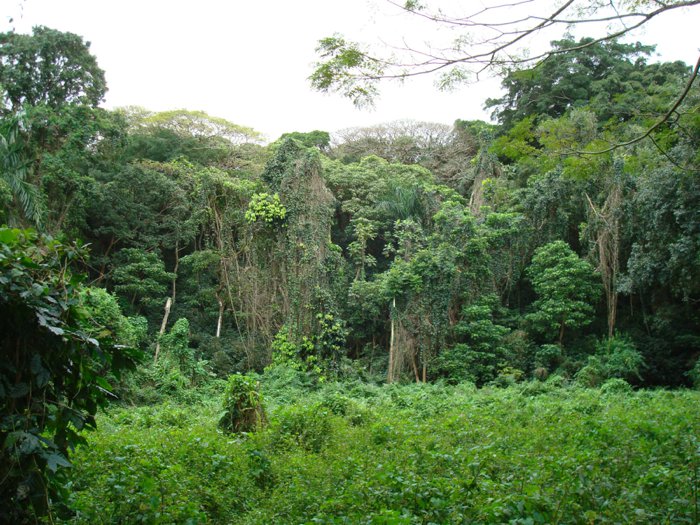 Maunawili Falls on Oahu, Hawaii by Laura Radniecki