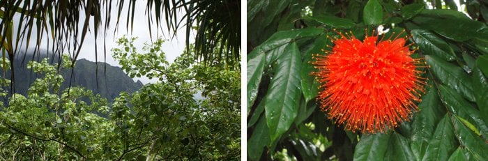 Hoomaluhia Botanical Gardens on Oahu, Hawaii by Laura Radniecki