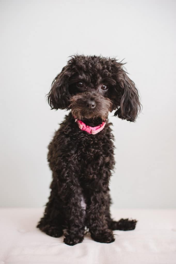 Remy Radniecki, Toy Poodle by Photographer Laura Radniecki