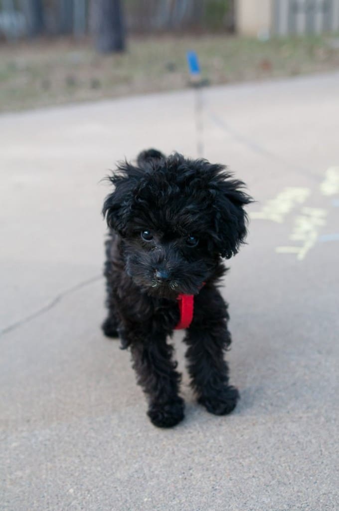 Remy Radniecki, Toy Poodle by Photographer Laura Radniecki