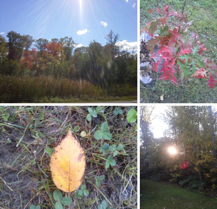 Fall Leaves, Camping + A Book Sale | Gratitude Friday – V.16