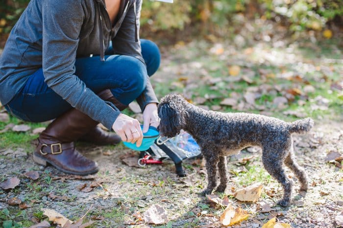 Winter is coming; you need to be prepared on the road! Tips for winter preparedness for people and pets, with Get Ready Now Road Pups & Peeps Road Pack.