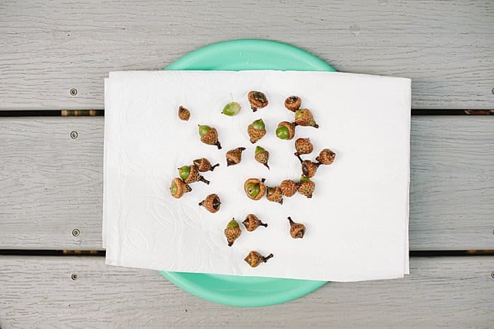 Dry clean acorns on paper towels before baking in the oven