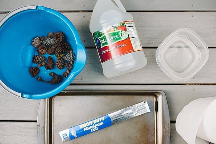 Blue bucket with pinecones and acorns inside, along with a bottle of vinegar, a dish of water, a cookie sheet, aluminum foil, and paper towels.