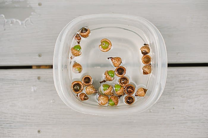 Soak acorns in vinegar and water to sanitize them.