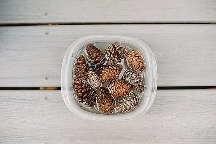 Dish with water and vinegar inside, and pinecones soaking in the liquid.