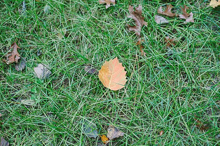 collect fallen leaves for crafts for fall