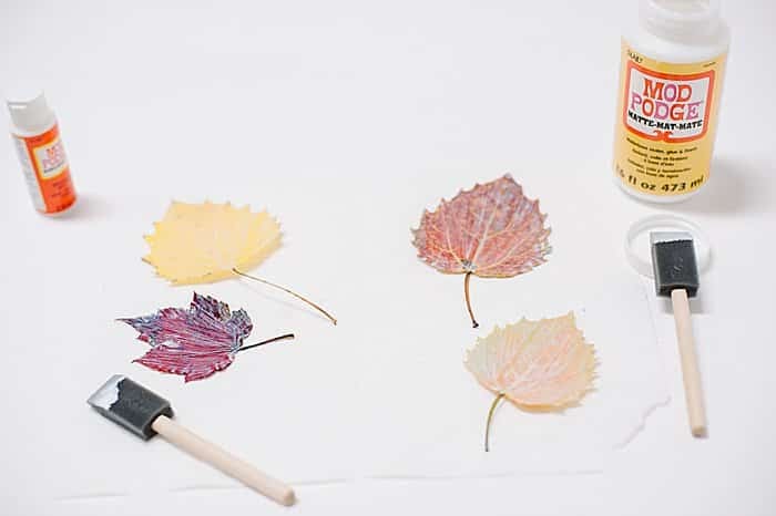 Paint leaves with layer of mod podge.