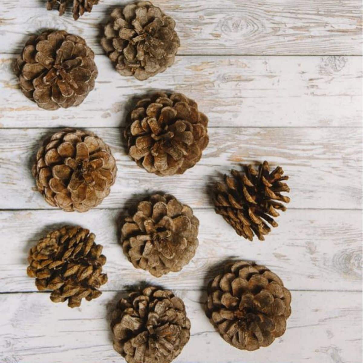 Pinecones laying on a whitewashed wooden surface.