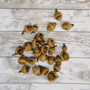 How to Prepare Acorns for Crafts