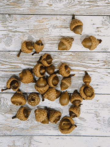 How to Prepare Acorns for Crafts