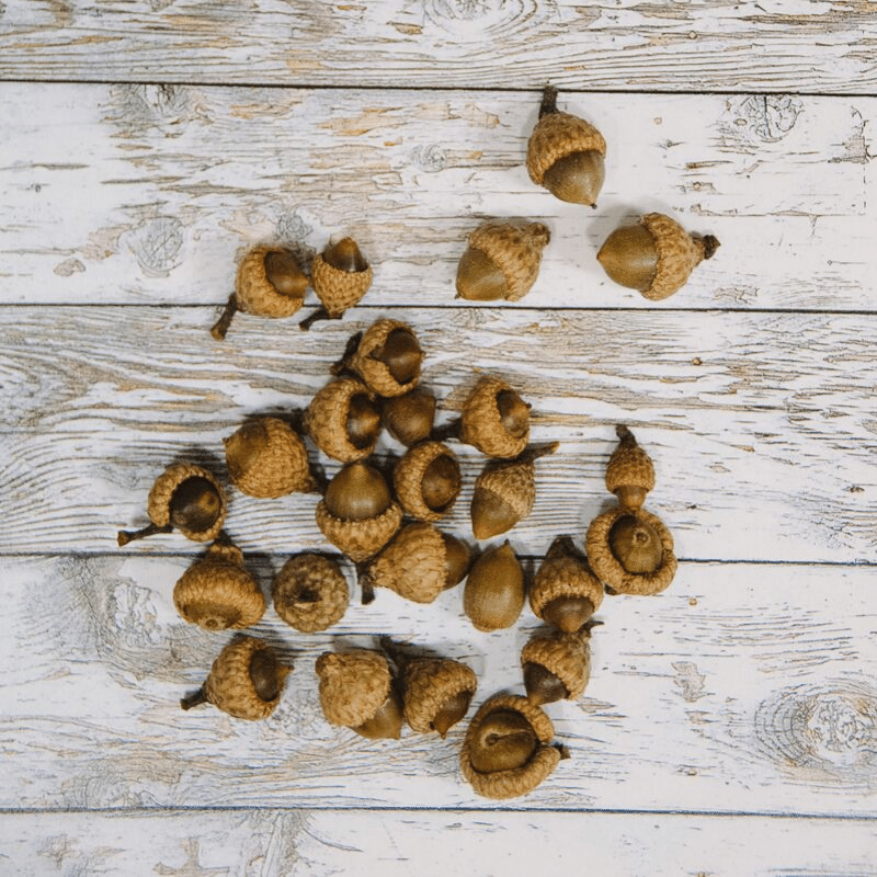 clean, dry acorns ready to be painted