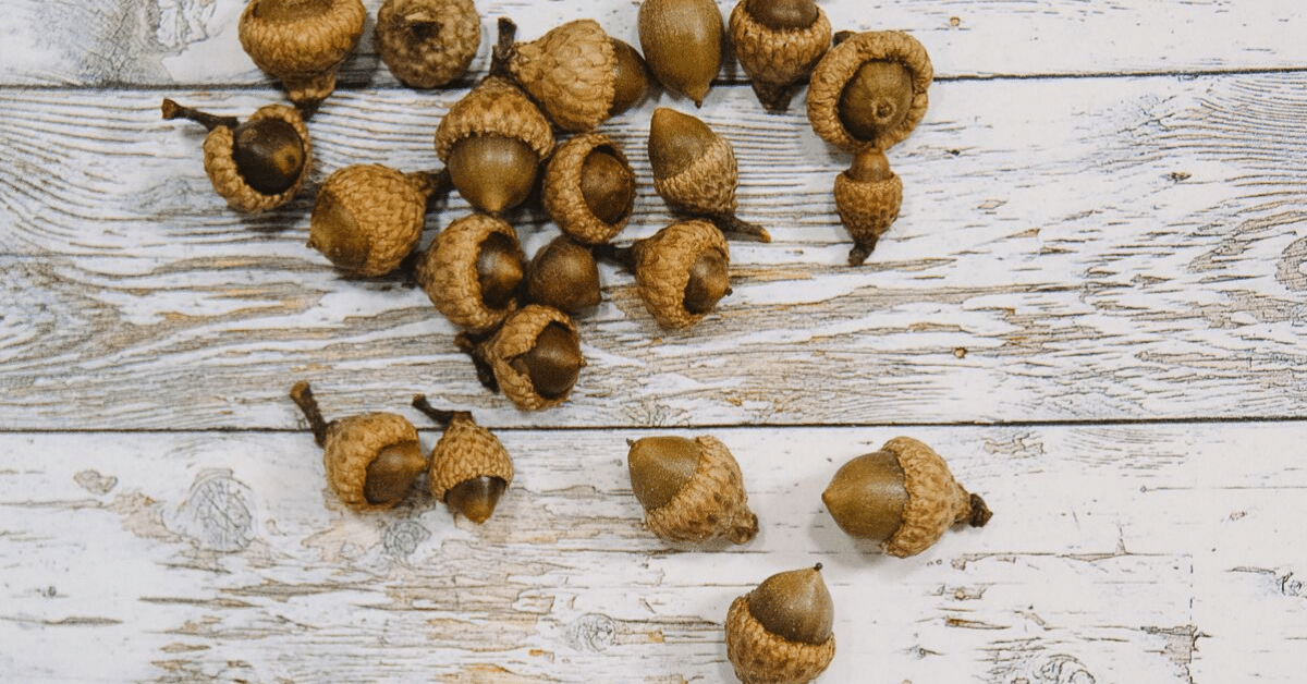 How to Prepare Acorns for Crafts and Home Decor