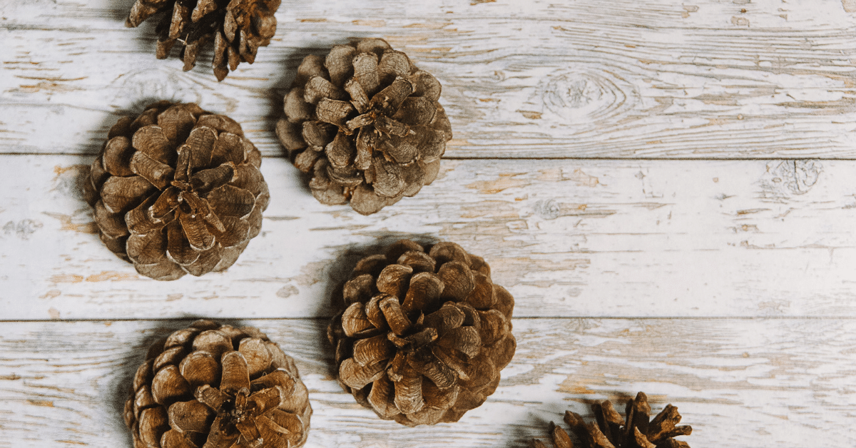 How to Easily Clean & Prepare Pinecones for Crafts and Your Decor