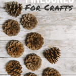 How to Prepare Pinecones for Crafts