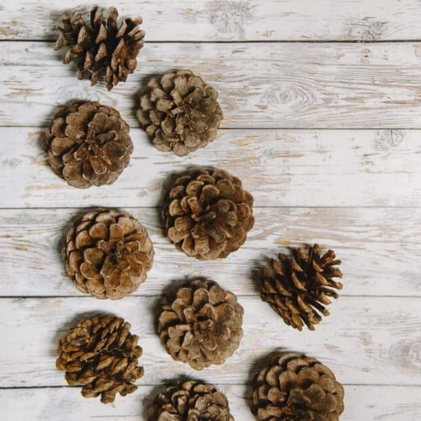 Natural Pine Cone Pick, 4 - Crafts Direct