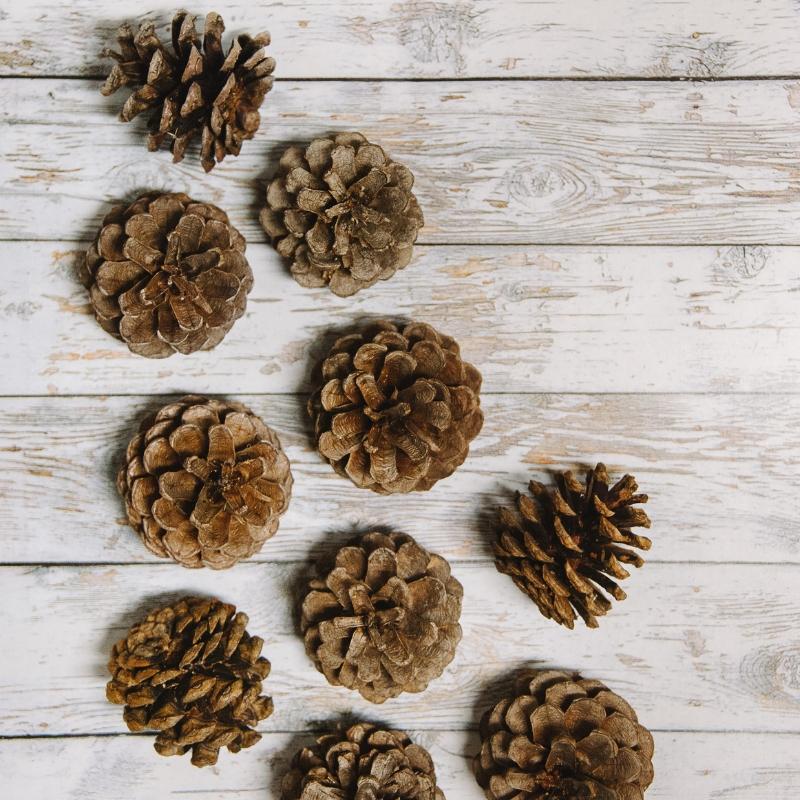 How to Prepare Pine Cones for Crafts Clean Pine Cones for Crafts