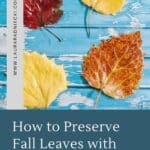 How to Preserve Fall Leaves with Mod Podge