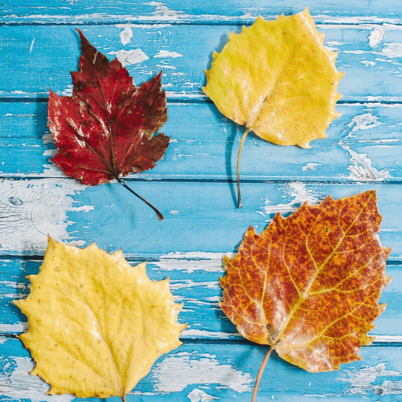 How to Make DIY Mod Podge Leaves to Preserve for Fall Crafts.