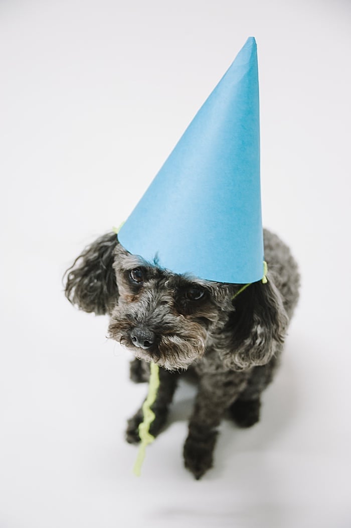 A black toy poodle wearing a homemade blue paper party hat with a yellow string.