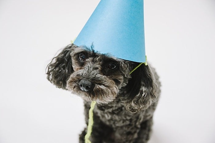 Dog wearing a diy paper party hat.