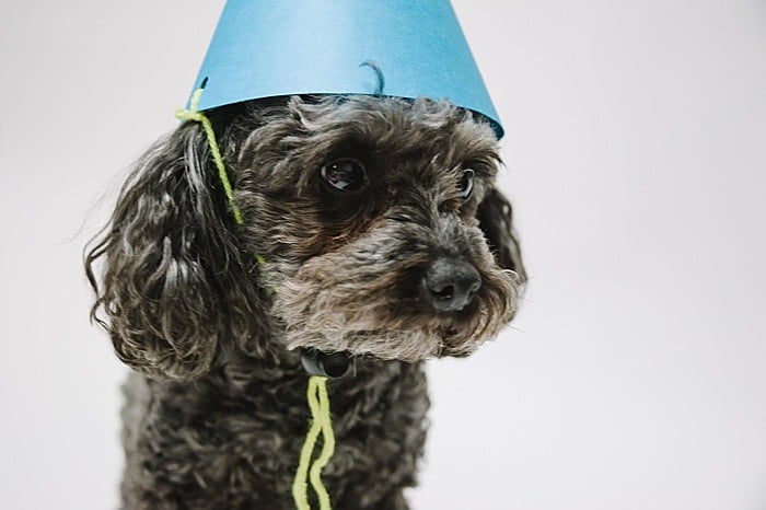 A black toy poodle wearing a blue paper party hat with a yellow tie string.