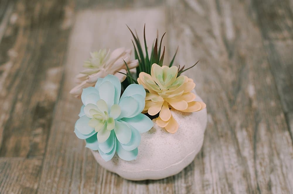 succulents inside styrofoam pumpkin