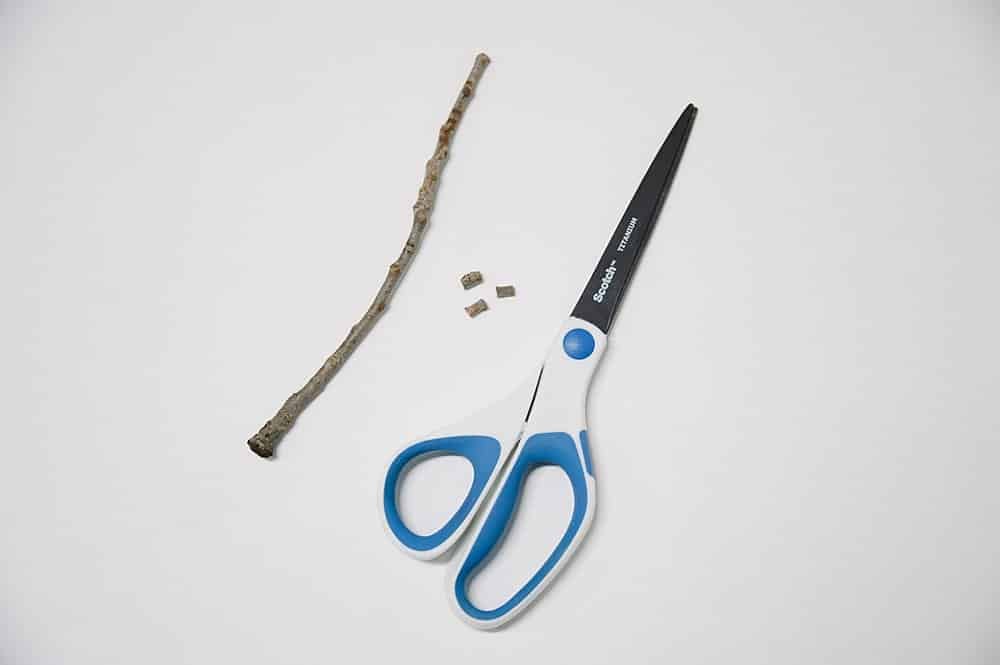 A small tree branch, scissors, and three small pieces of branch to use as stems.