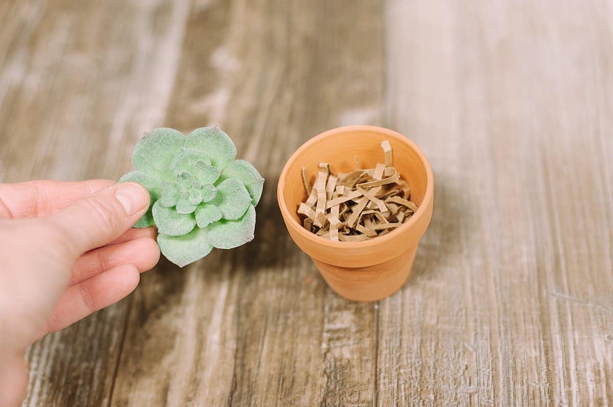 use shredded paper as a filler for mini clay pot and faux succulent