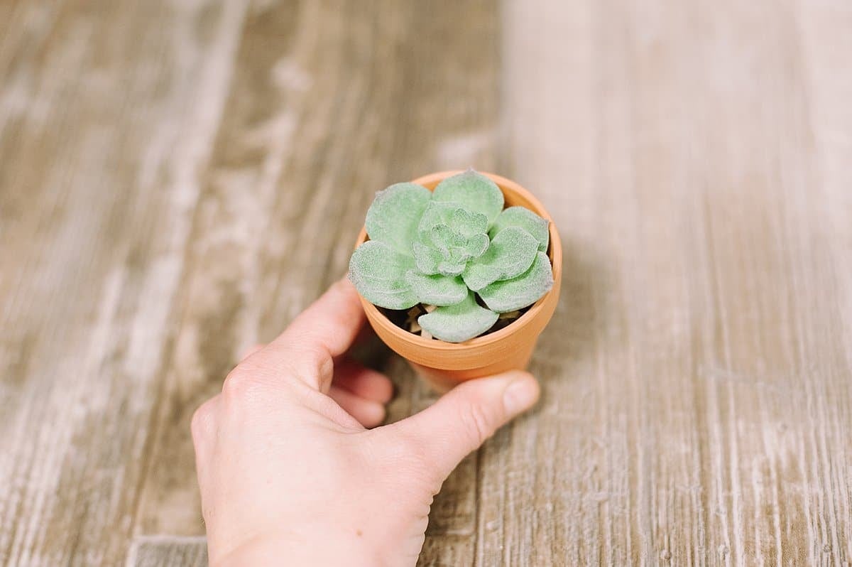 use shredded paper as a filler for mini clay pot and faux succulent