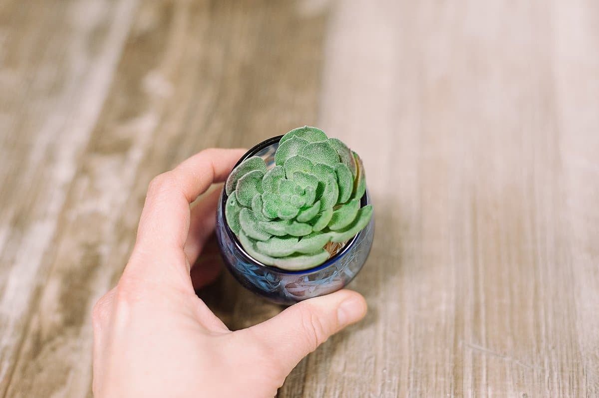 use shredded straw or raffia as a filler for a faux succulent container