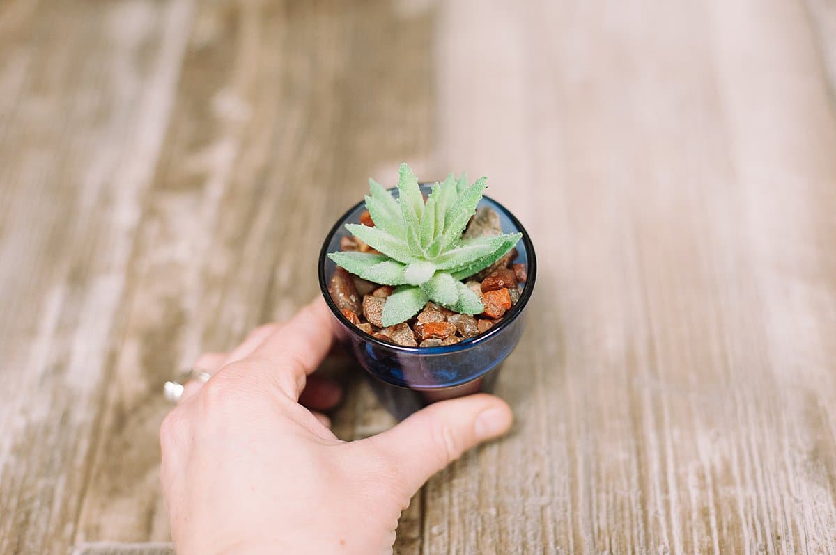 How to Make DIY succulents in little pots