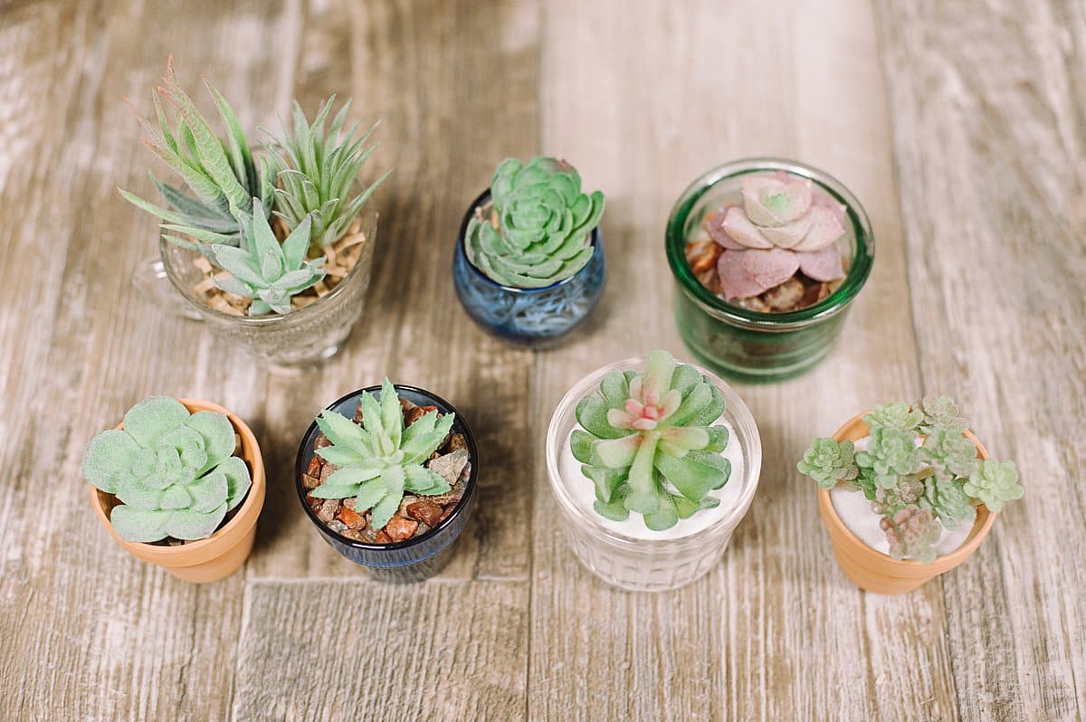 How to Make DIY succulents in little pots