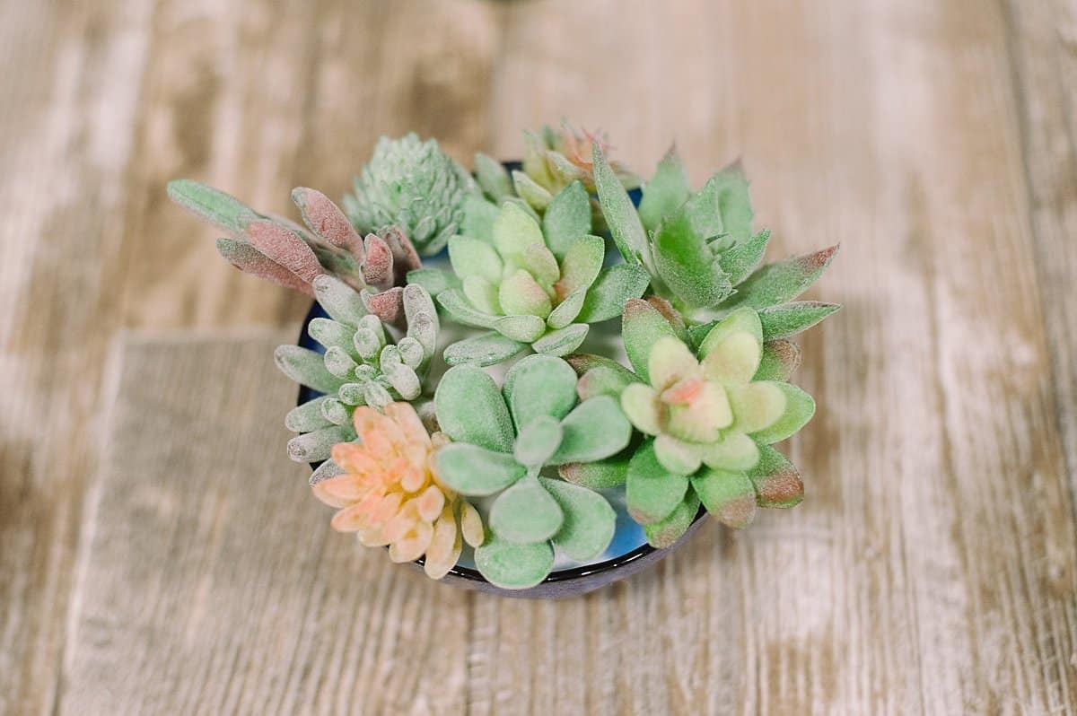Add multiple faux succulents to a bowl or dish to create a beautiful centerpiece
