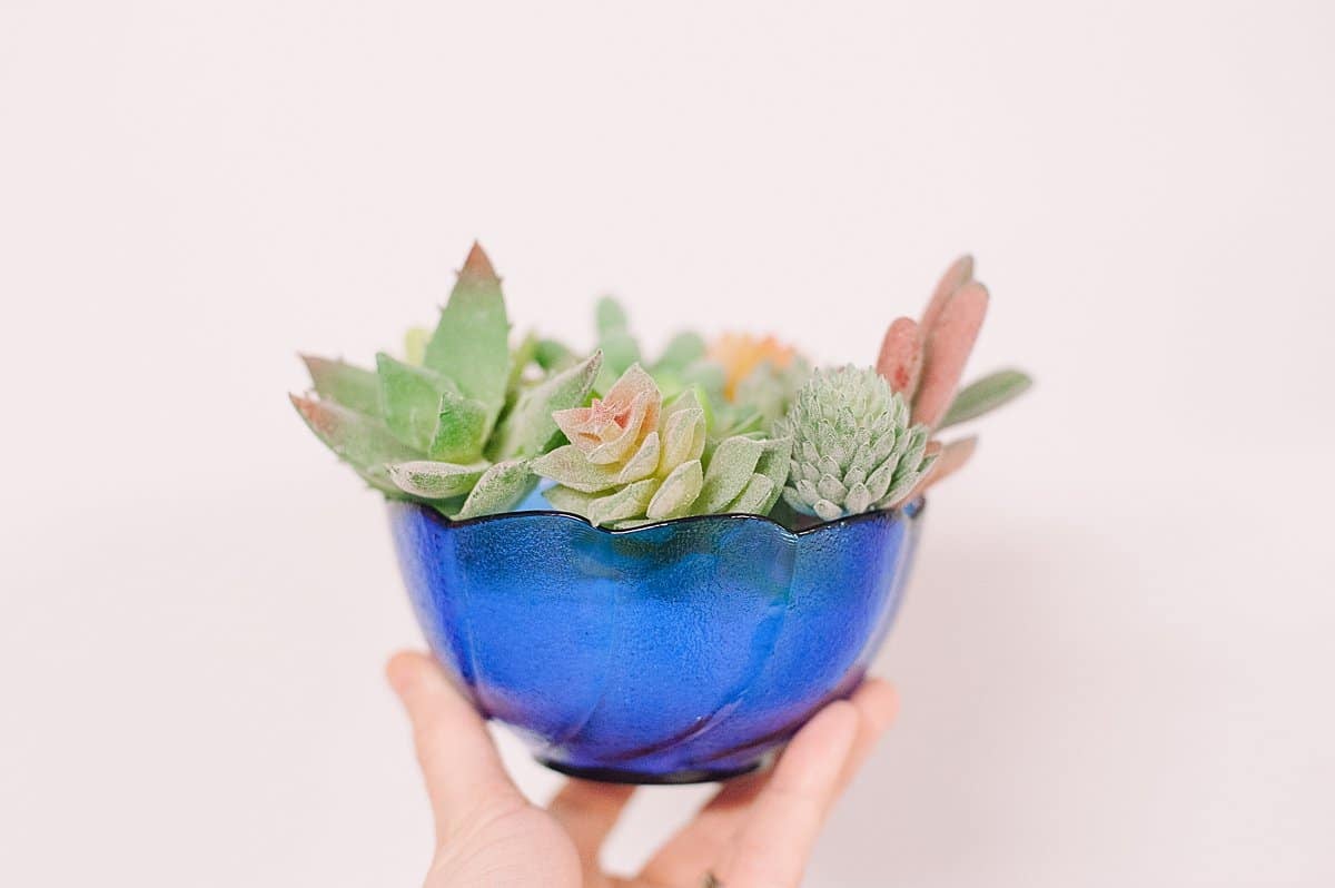 how to make fake succulents