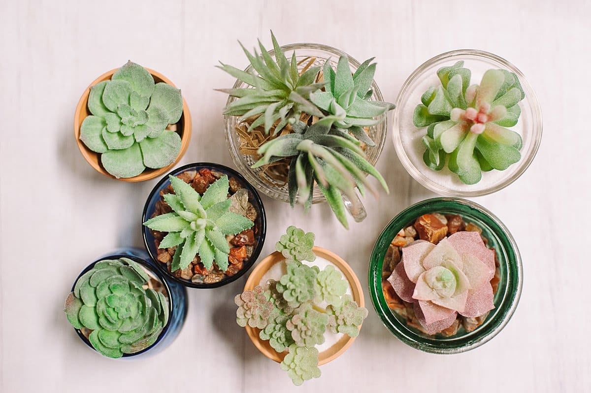 DIY succulent plants