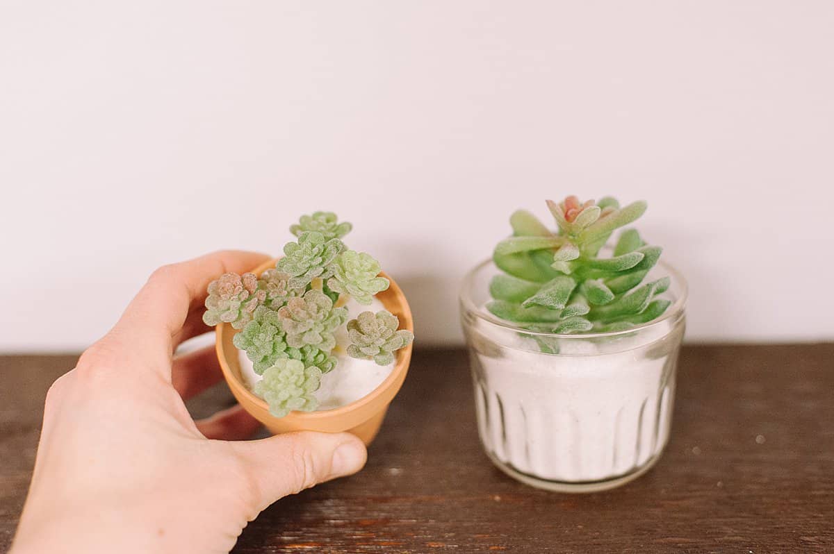 DIY succulent plants