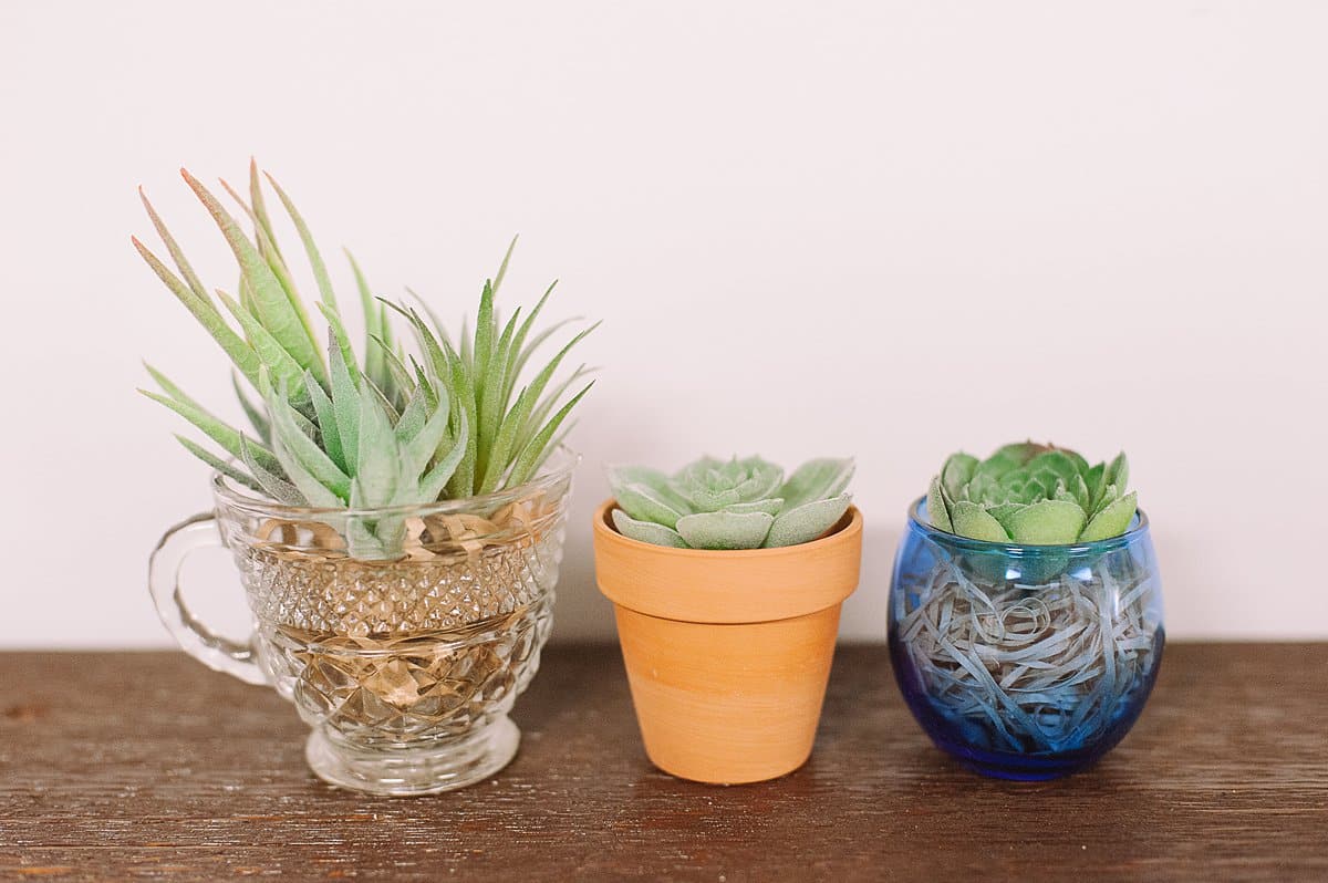 DIY succulent plants