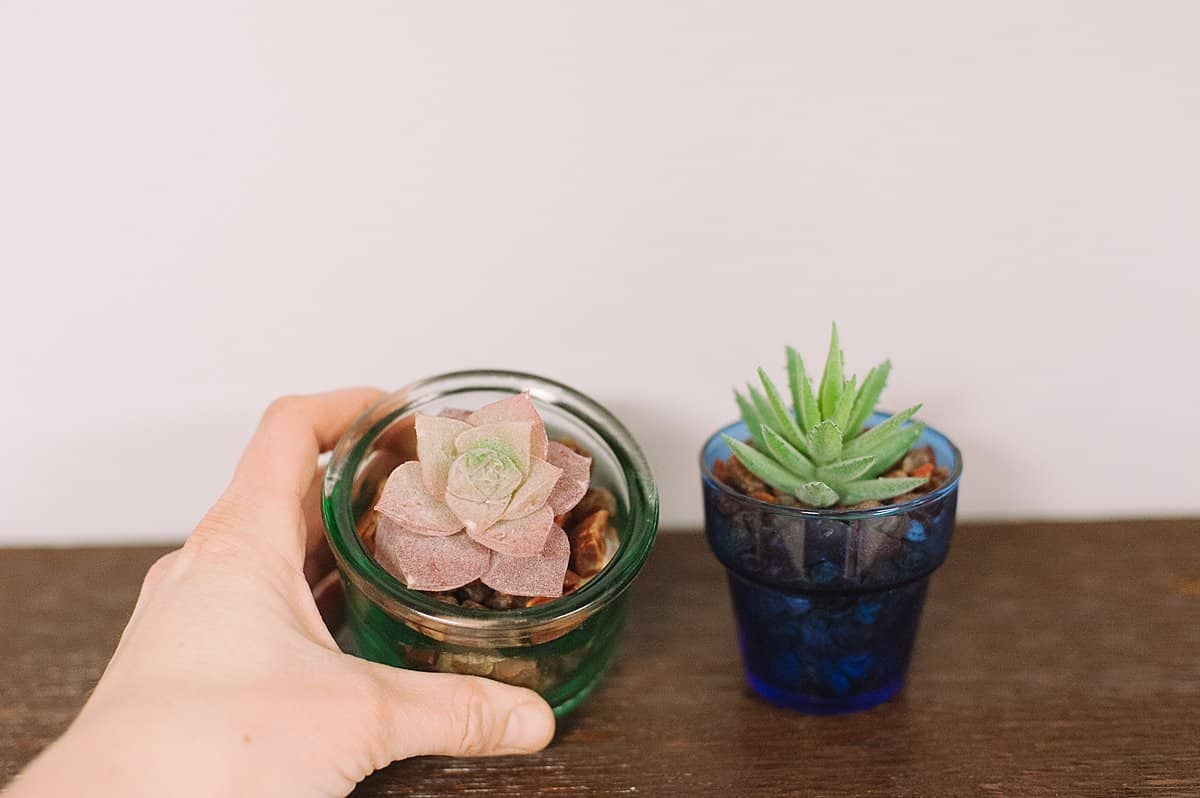fake succulents in little pots